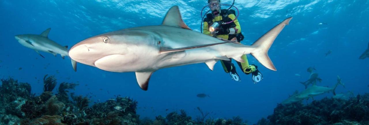 Fins Dive And Leisure Hotel Rasdhoo Экстерьер фото